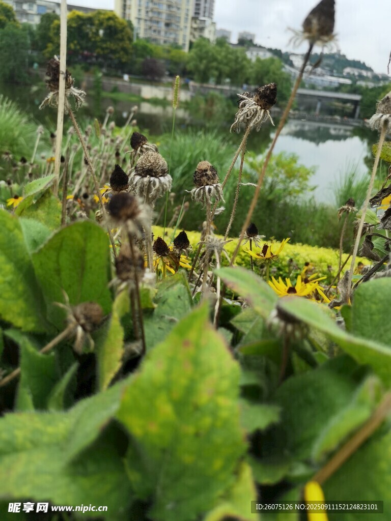 花园中繁茂的绿植与花卉