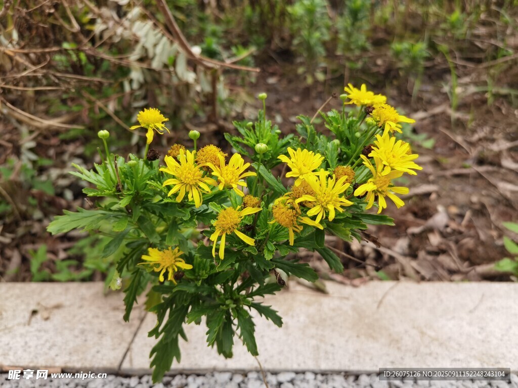 路边绽放的黄色小花