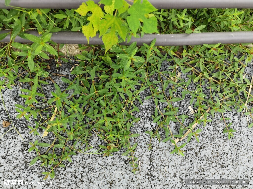 石缝间生长的翠绿植物