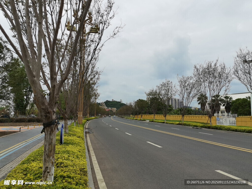 空旷道路旁的绿植与树木
