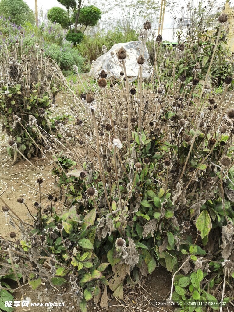 枯萎植物景观