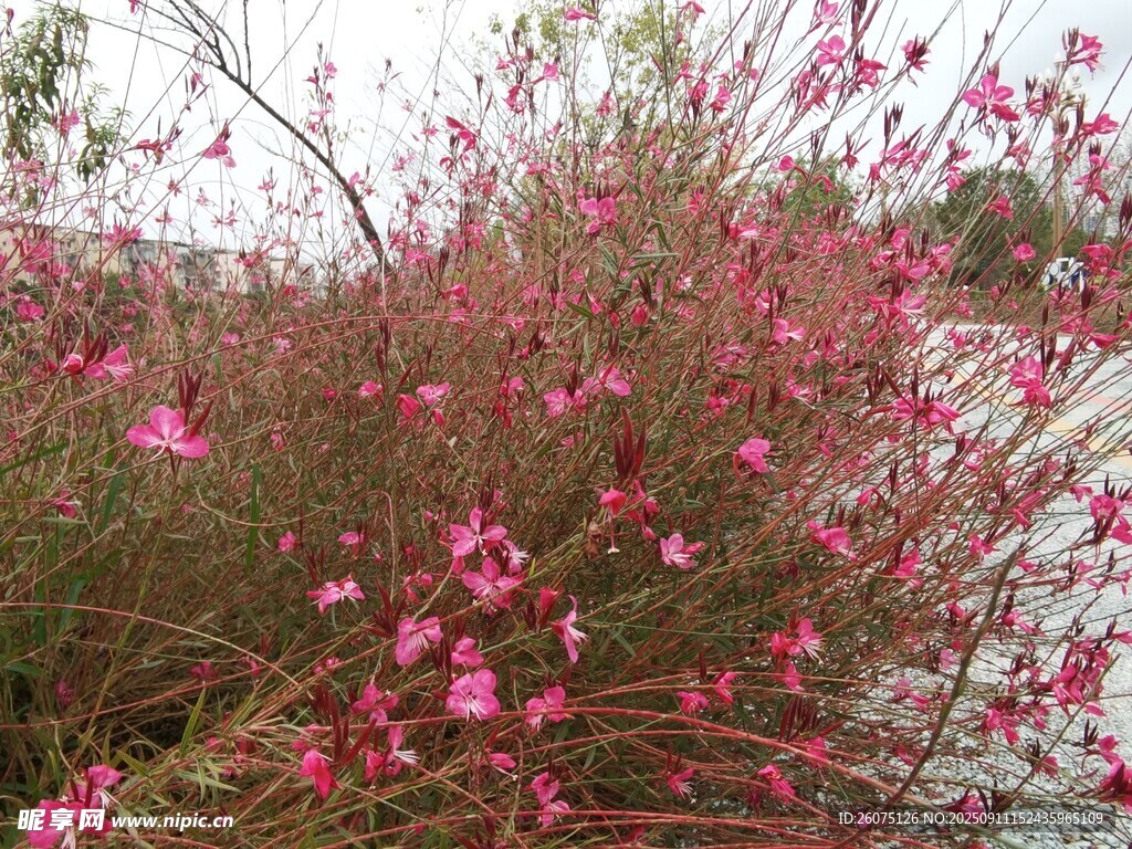 绽放的粉色花枝