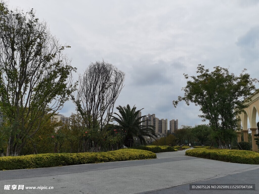 宁静道路旁的绿植景观