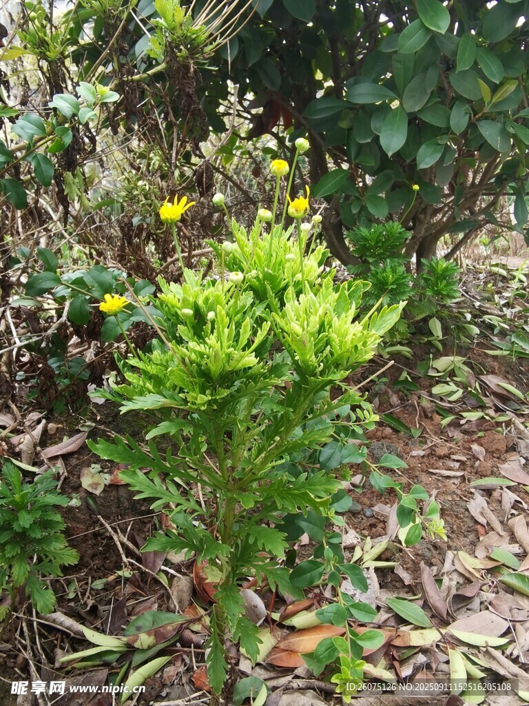 绿叶黄花的蓬勃小植物