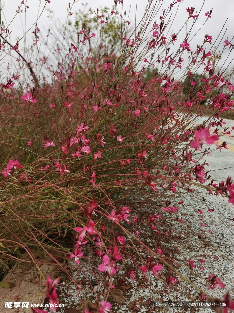 绽放的粉色花枝