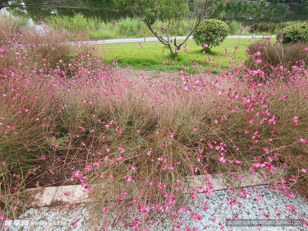 粉色花海自然浪漫景致
