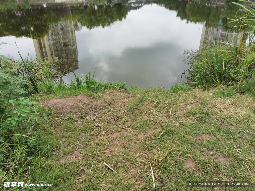 宁静池塘边的自然景致