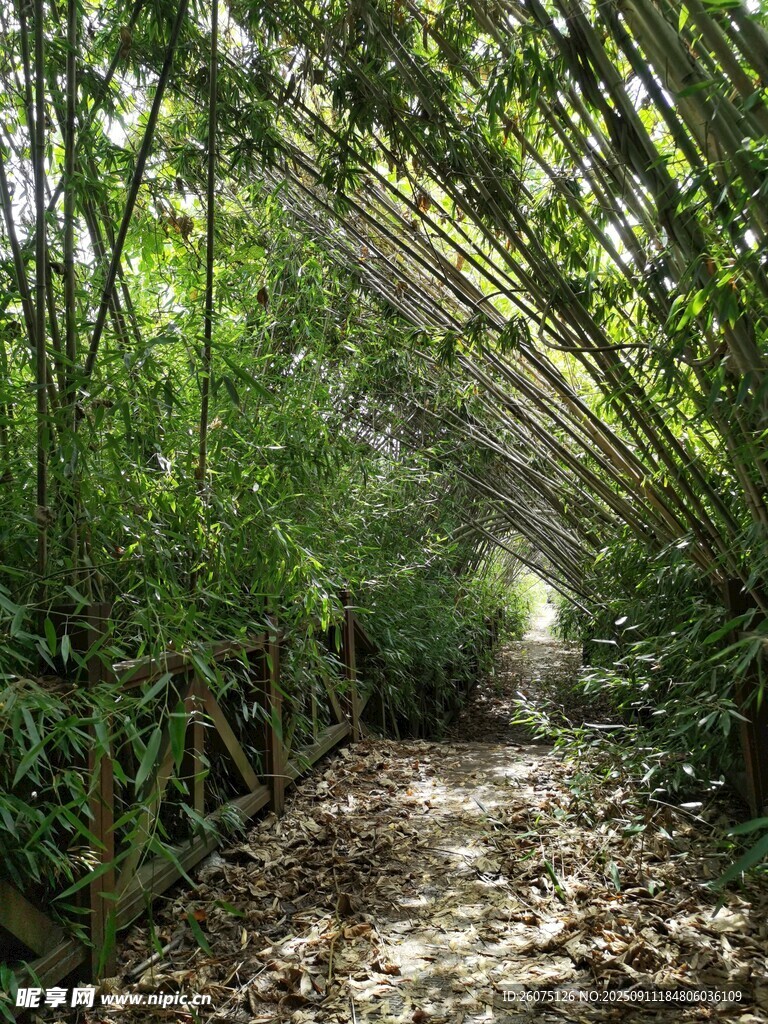 竹林中的幽静小径