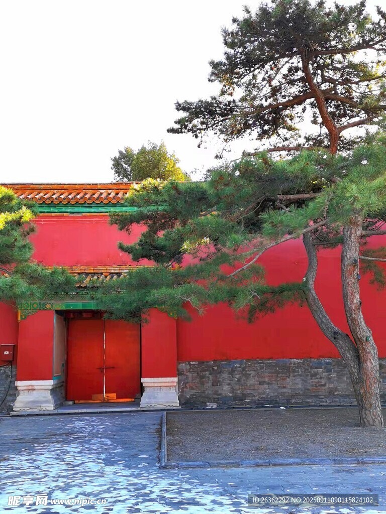 红墙古松中式庭院景致