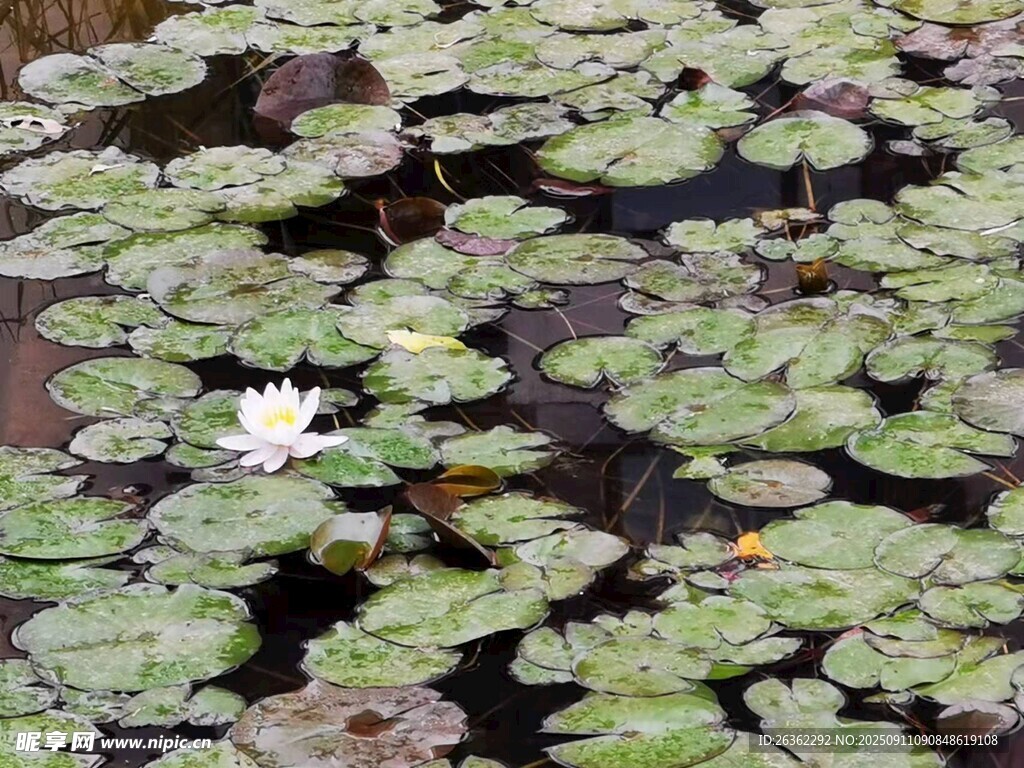 水中睡莲绽于莲叶间