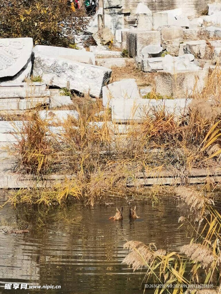 湖畔枯草与静谧水面