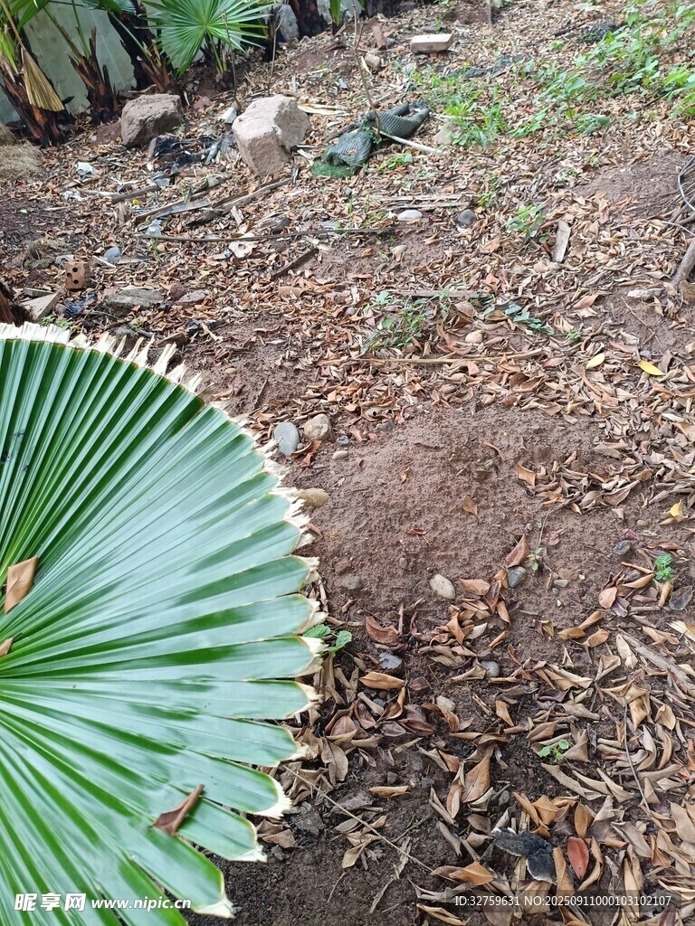 地面上的扇形绿色植物叶片