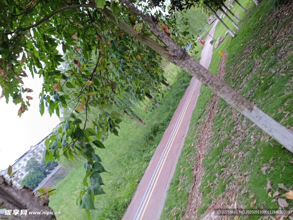 林间小径绿意盎然