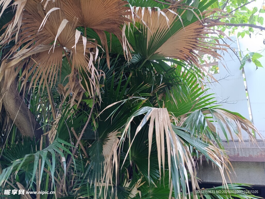 室内棕榈植物景观