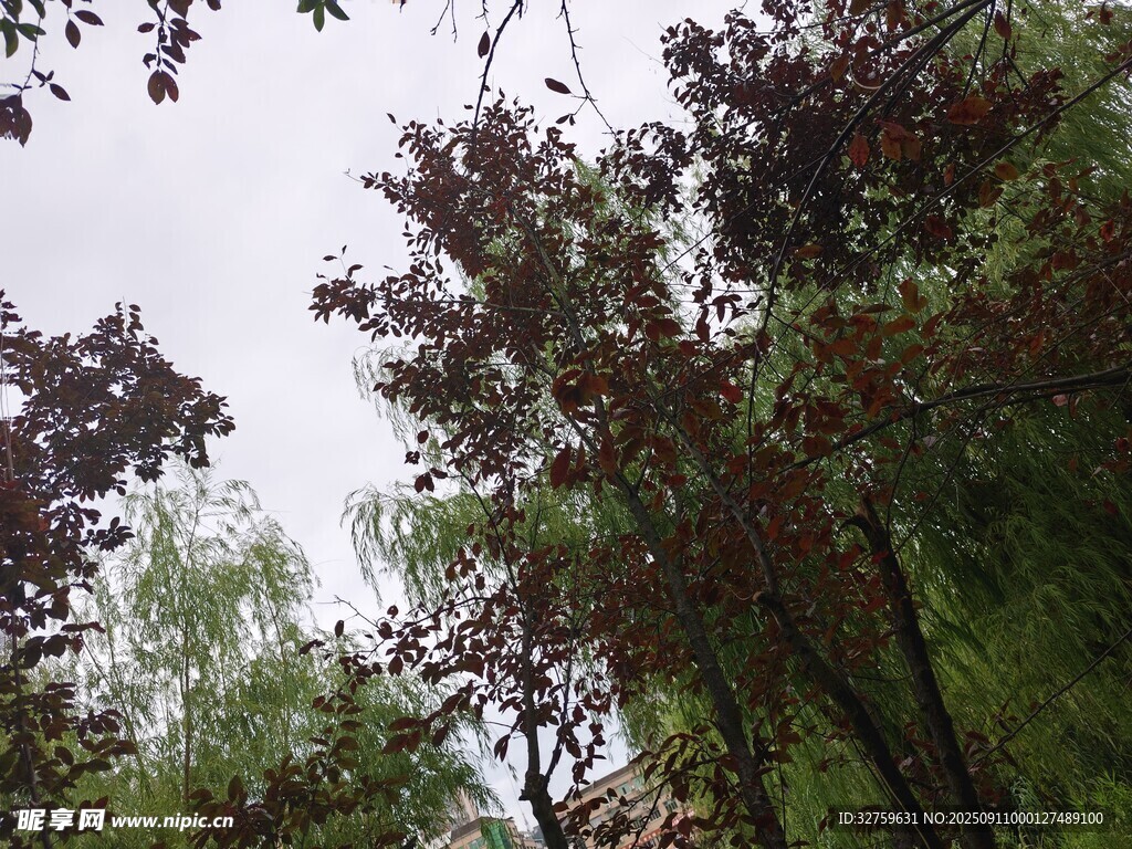 繁茂树木 