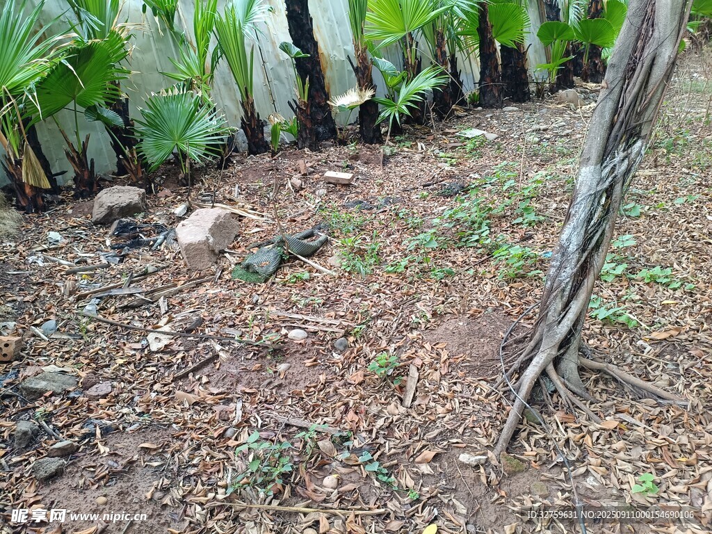 户外地面及植物景象