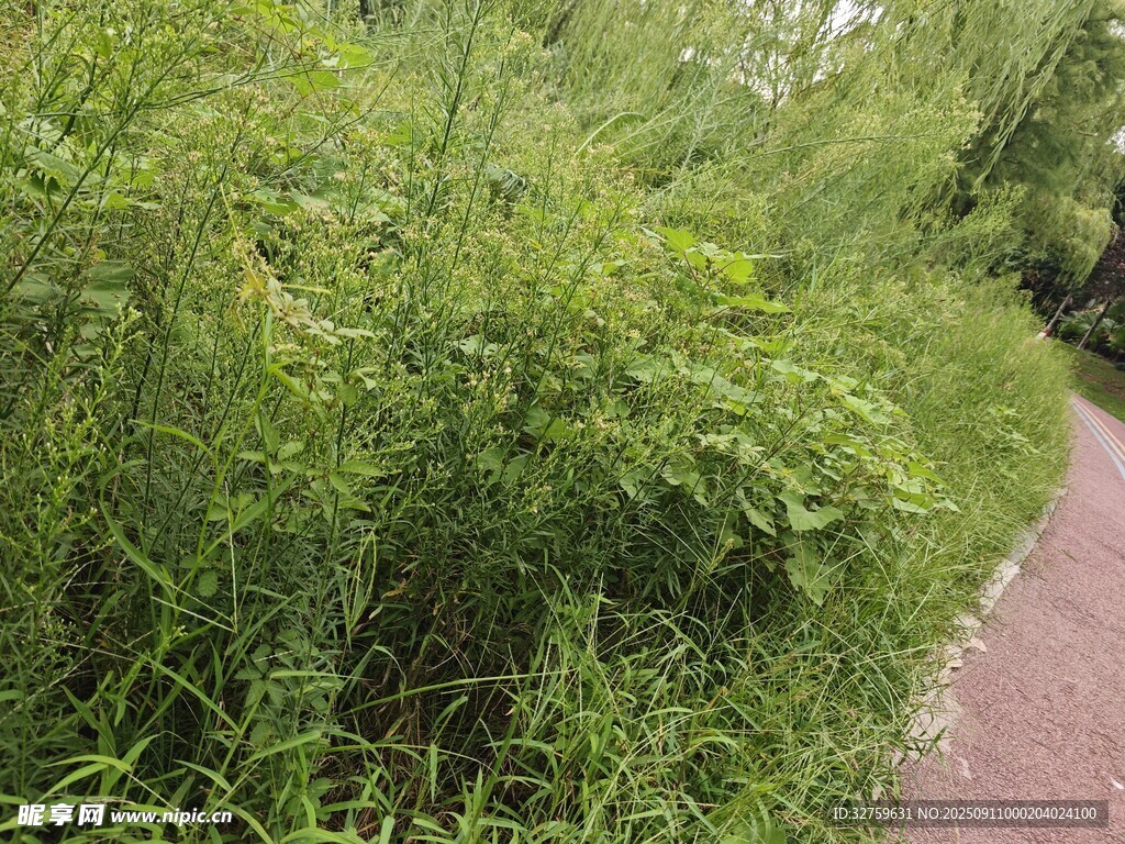 小径旁的繁茂绿植