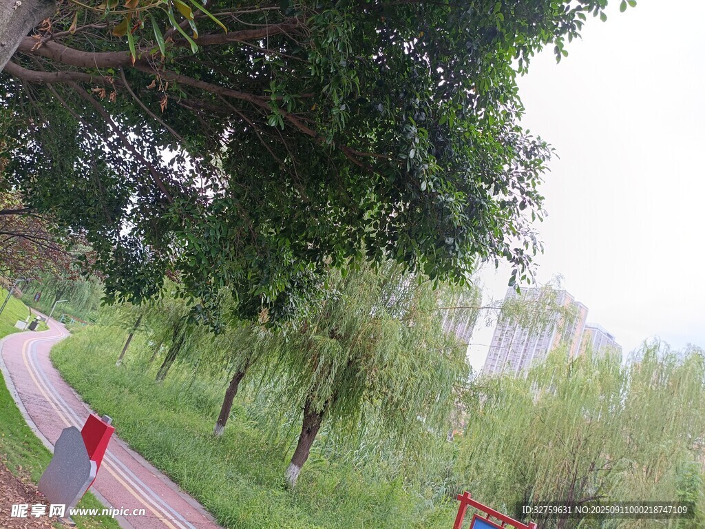 林间小径的清新自然景致