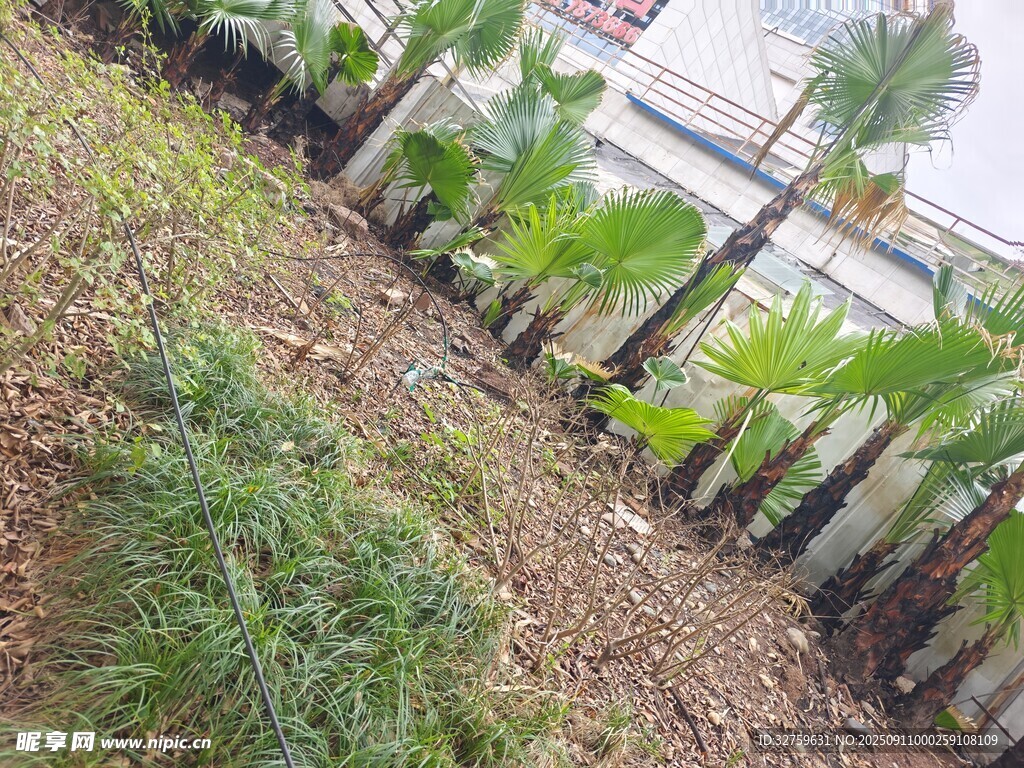 户外绿植景观