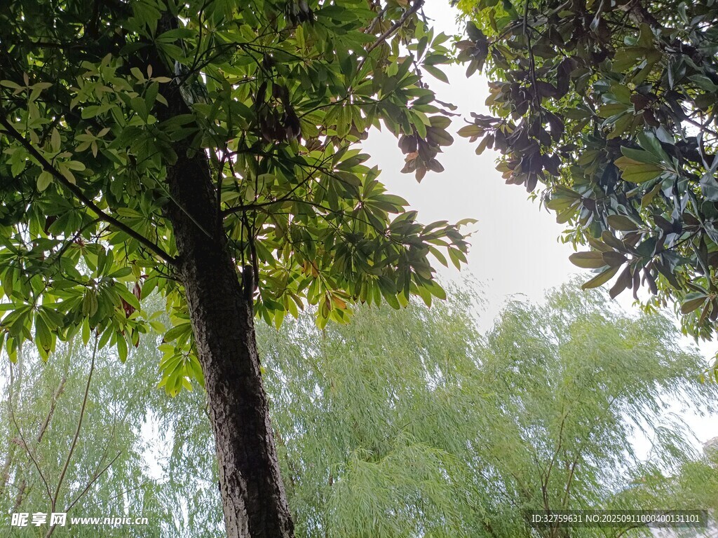 林间绿树