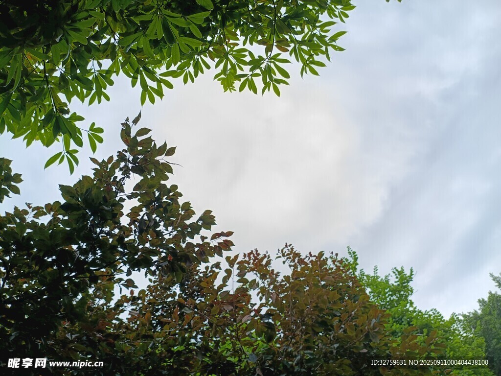 绿树掩映下的晴朗天空