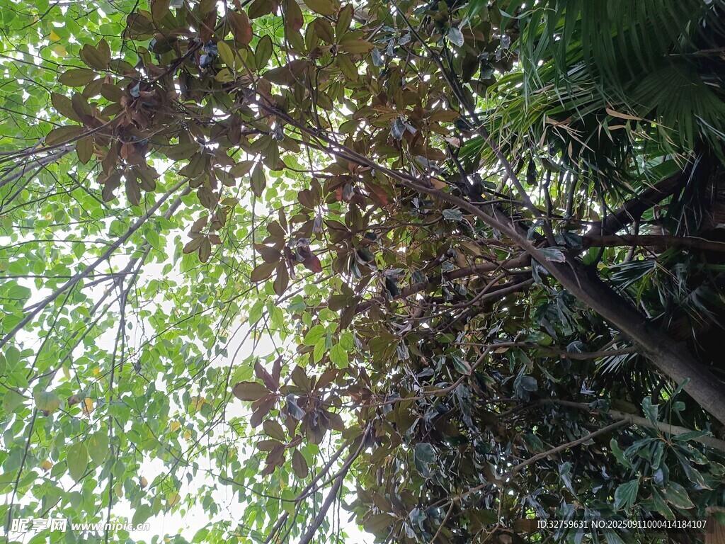 繁茂枝叶间的光影世界