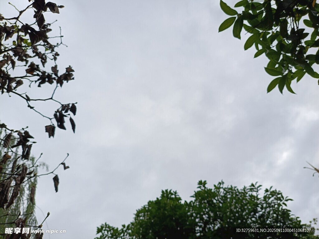树梢间的天空与枝叶