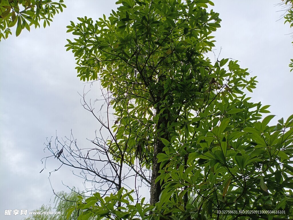 高耸绿树与蓝天白云