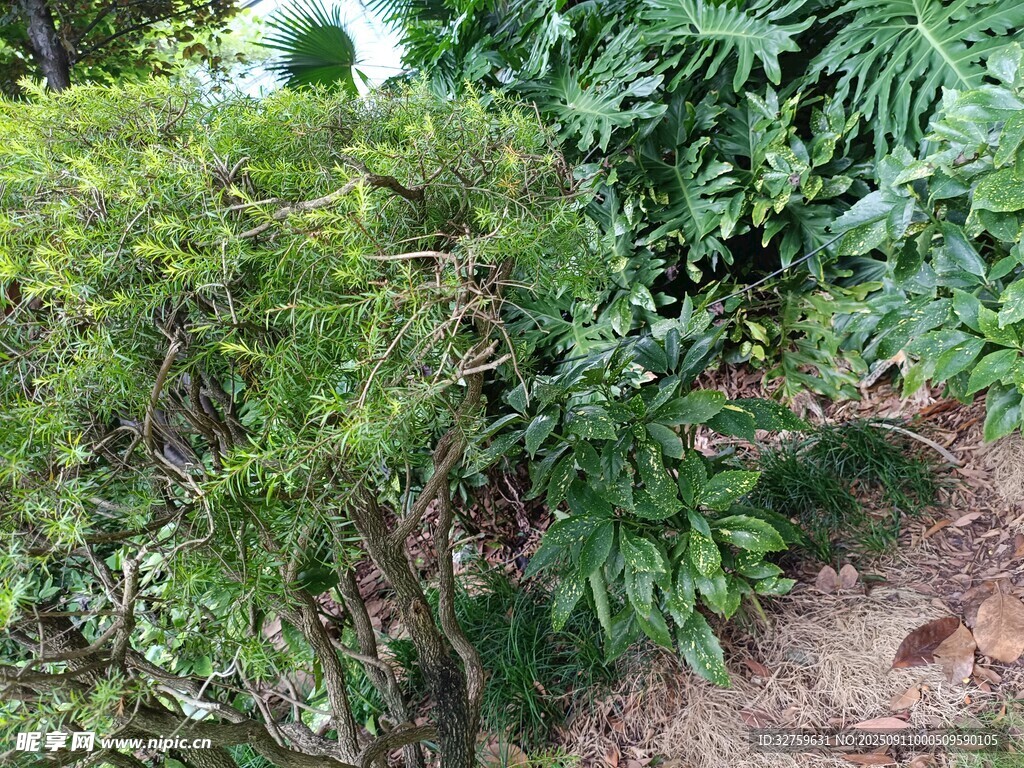 繁茂绿植景观