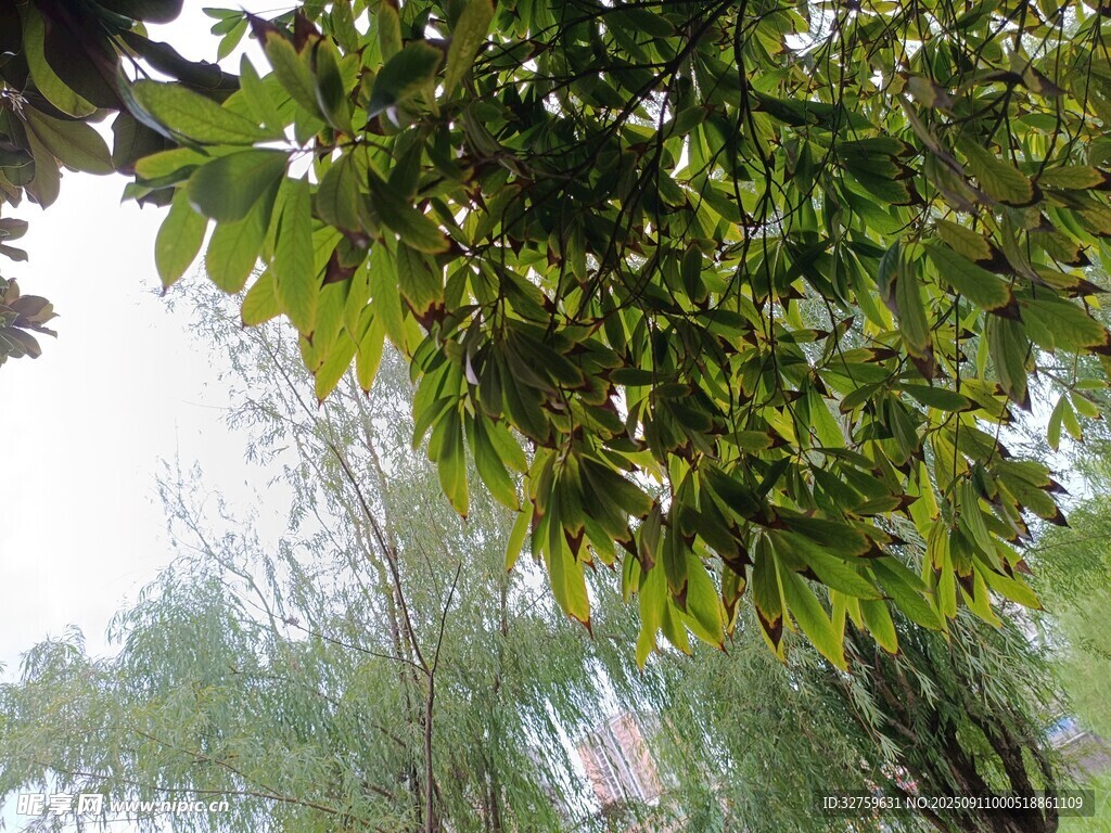绿叶繁茂下的自然景致