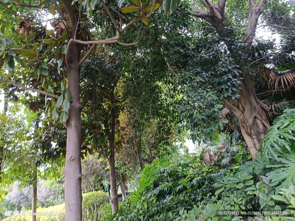 茂密树林中的繁茂绿植