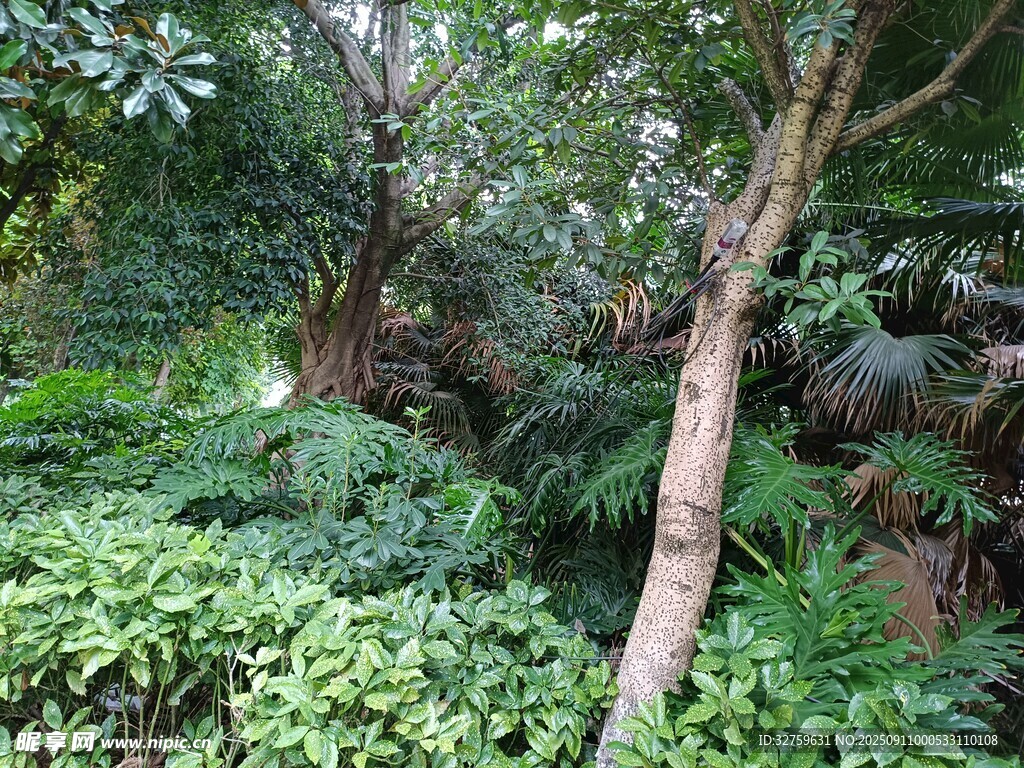 繁茂绿植景观