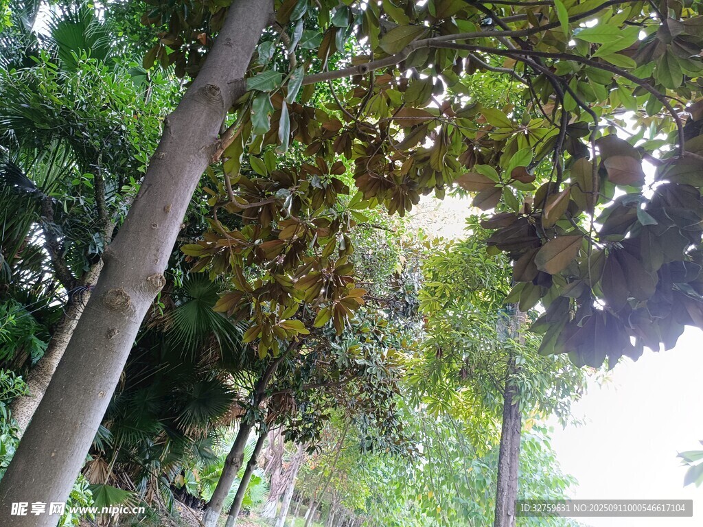 林间绿树 