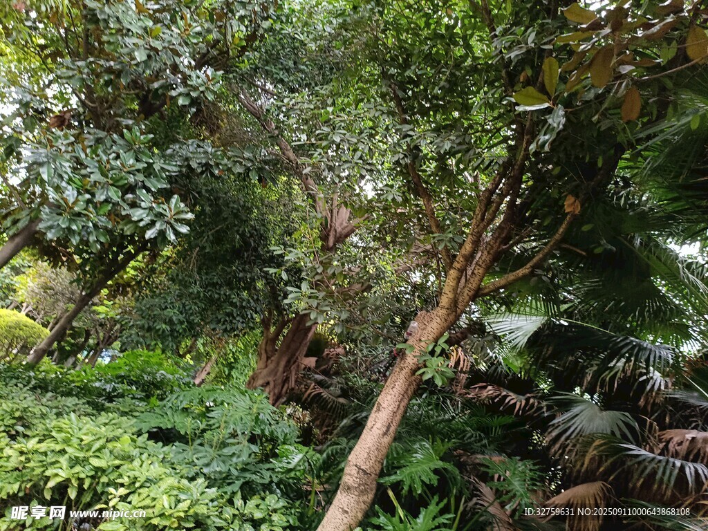 茂密丛林中的多样植物