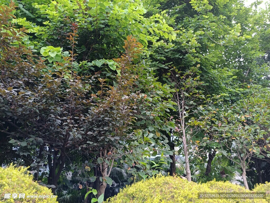 繁茂绿植景观