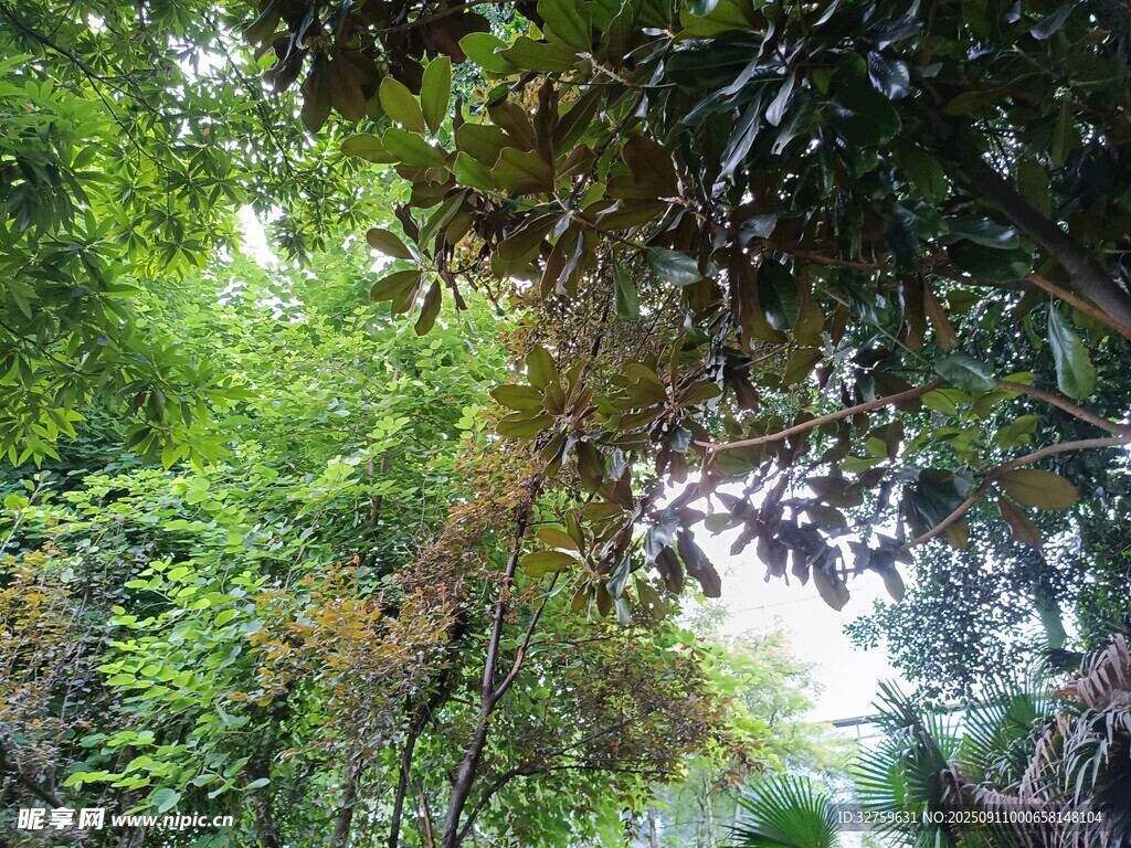 茂密丛林绿意盎然
