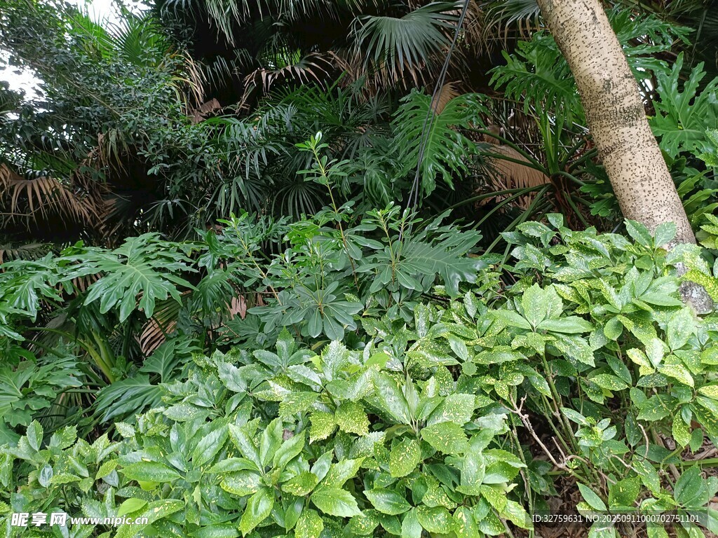 繁茂绿植景观
