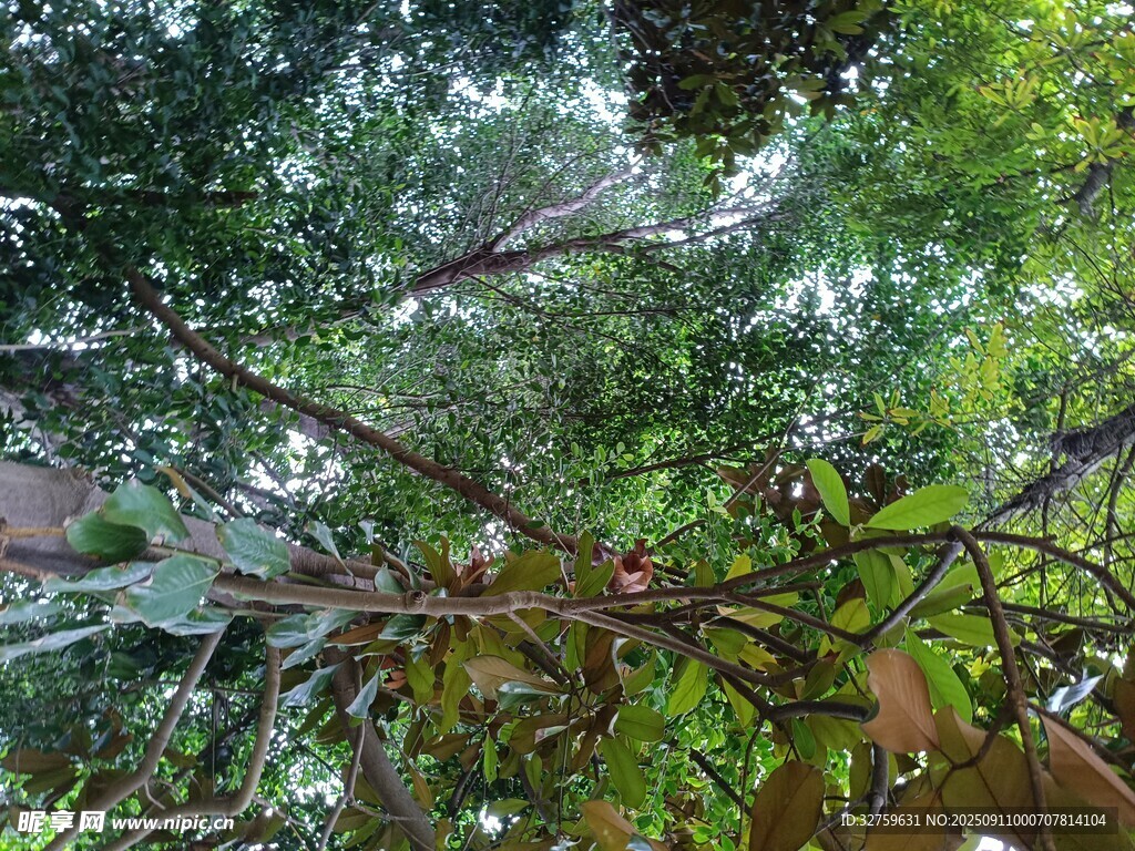 繁茂树林中的枝叶景观