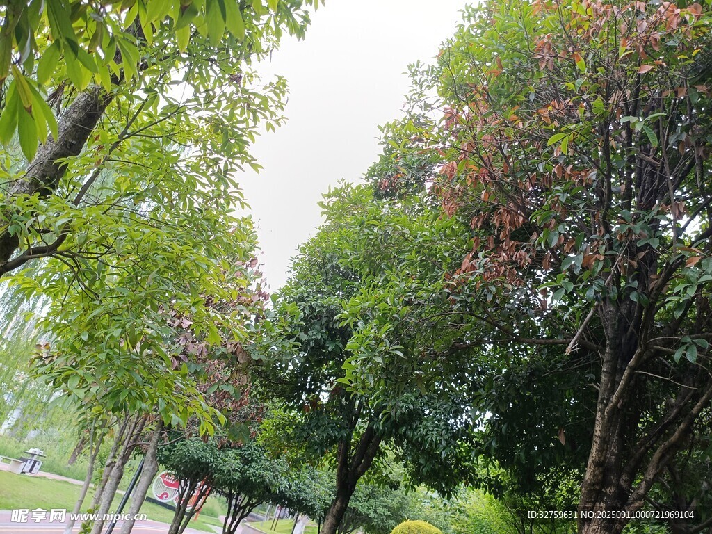 绿树成荫的林间小道