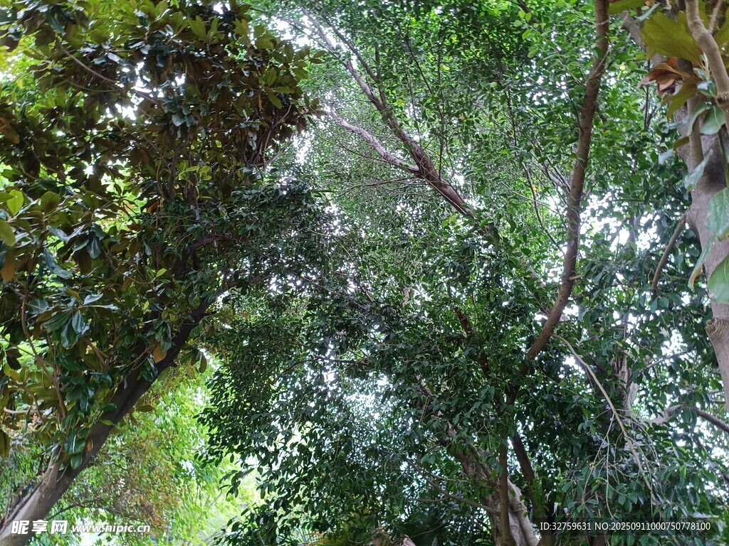 茂密丛林中的繁茂树木