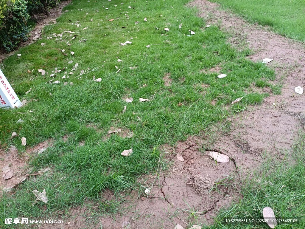 草地泥土间的荒芜景象