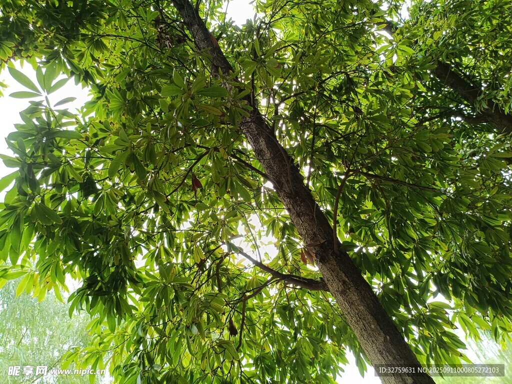 繁茂绿树 