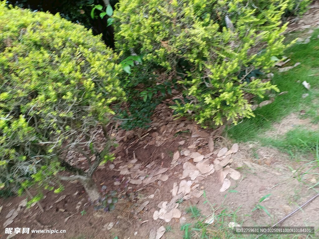 绿植下的地面景象