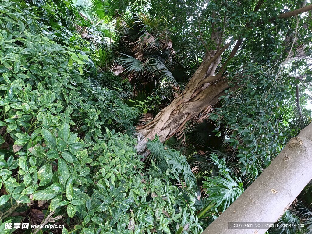 森林中的繁茂绿植与枯木