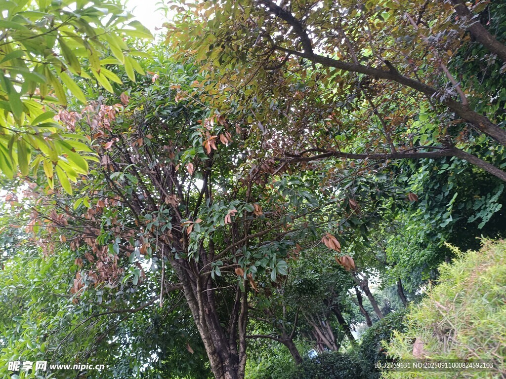 繁茂绿植