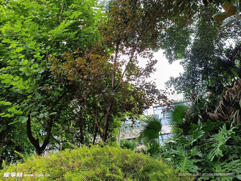 绿意盎然的繁茂植物景观