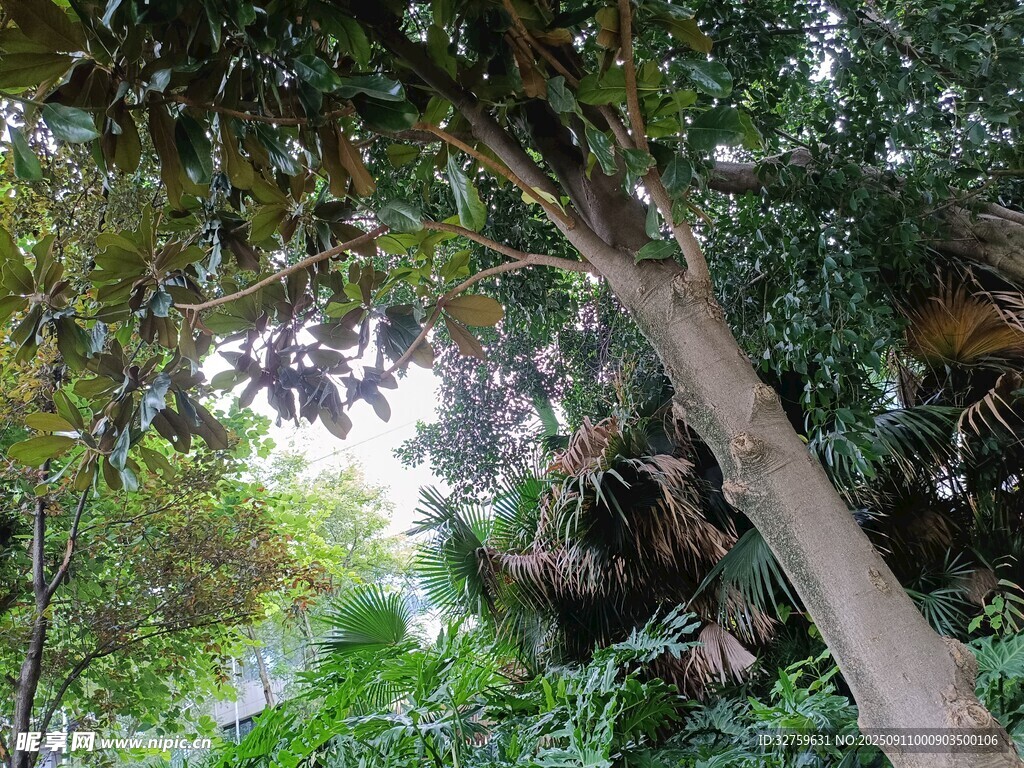 林间繁茂树木与葱郁植被