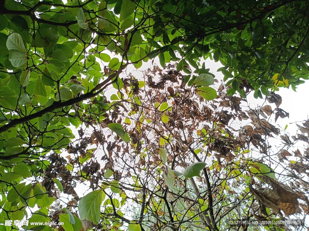 仰视繁茂枝叶间的天空
