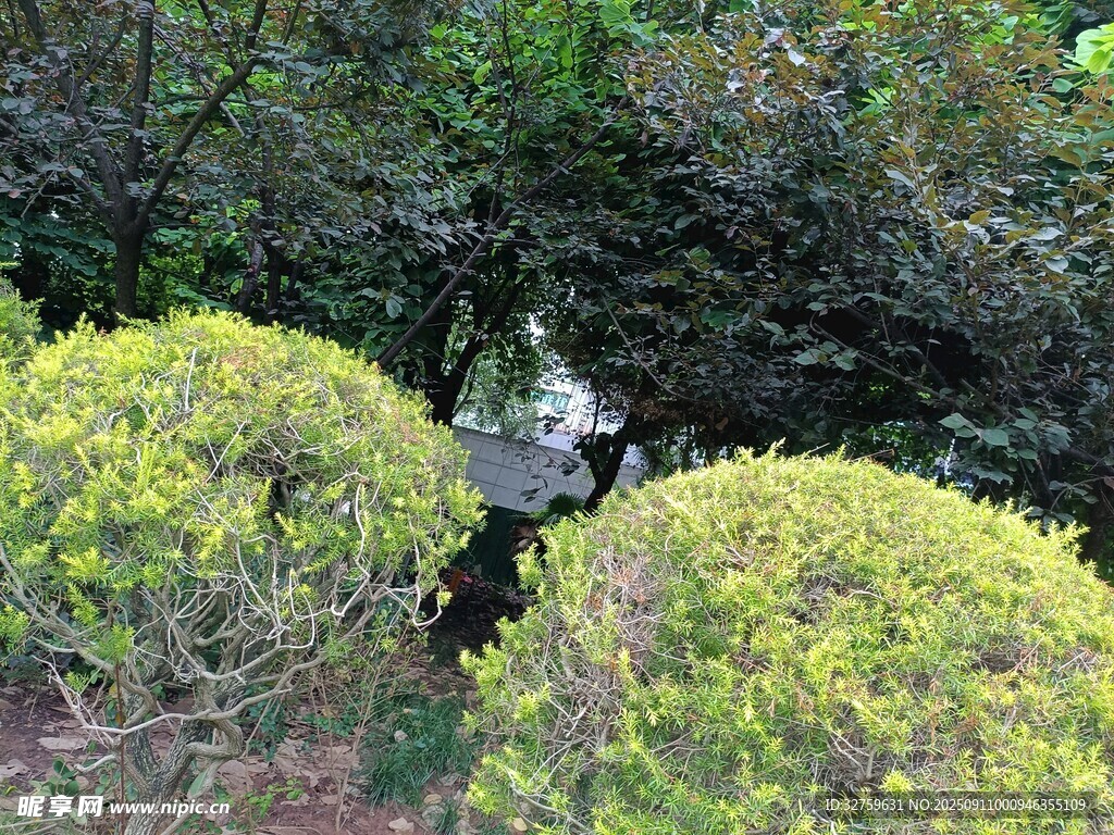 园林中葱郁的灌木景观