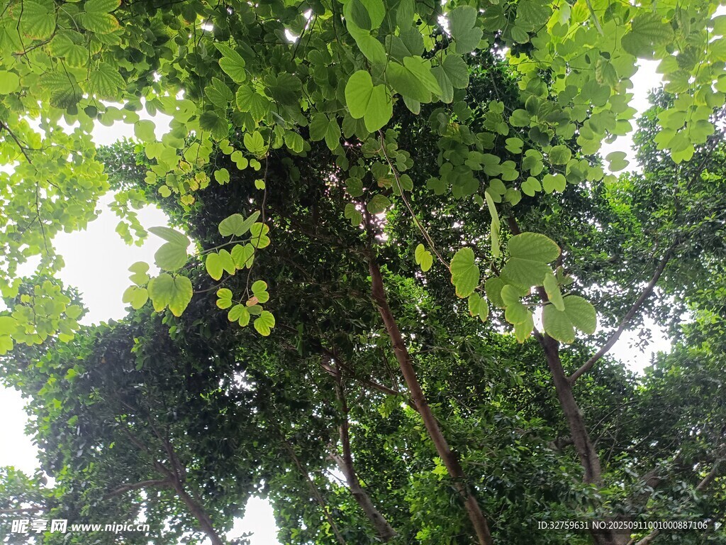 仰视繁茂绿树